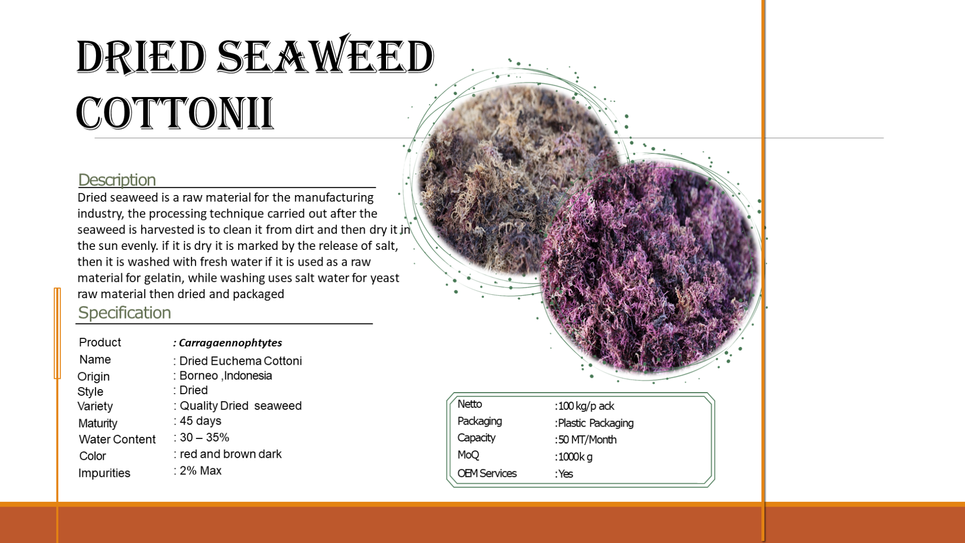 Catalogue Seaweed Borneo (1)