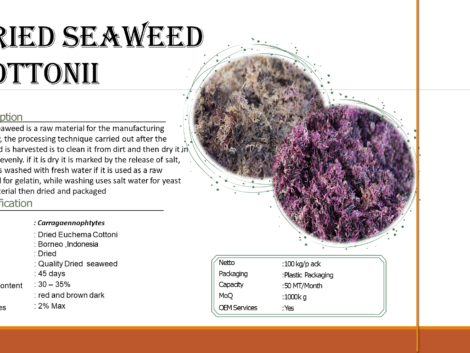 Catalogue Seaweed Borneo (1)