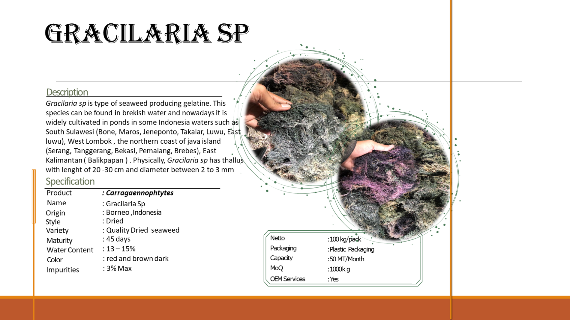 Catalogue Seaweed Borneo (2)