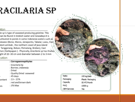 Catalogue Seaweed Borneo (2)