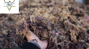 LogoLicious_20211219_133956